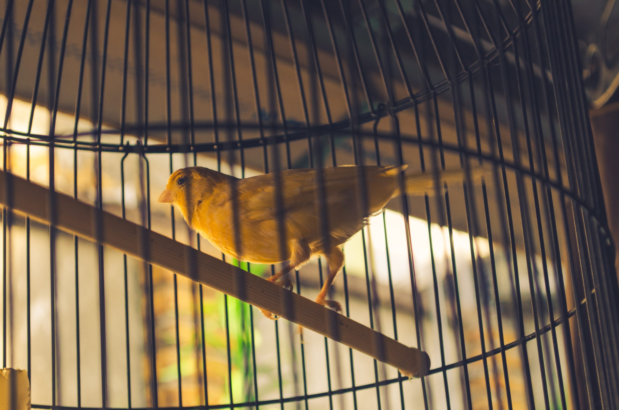 Bird in cage